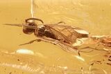 Detailed Fossil Wasp (Apoidea) In Baltic Amber #288172-1